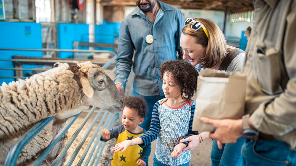 Family feeding a sheep on a farm