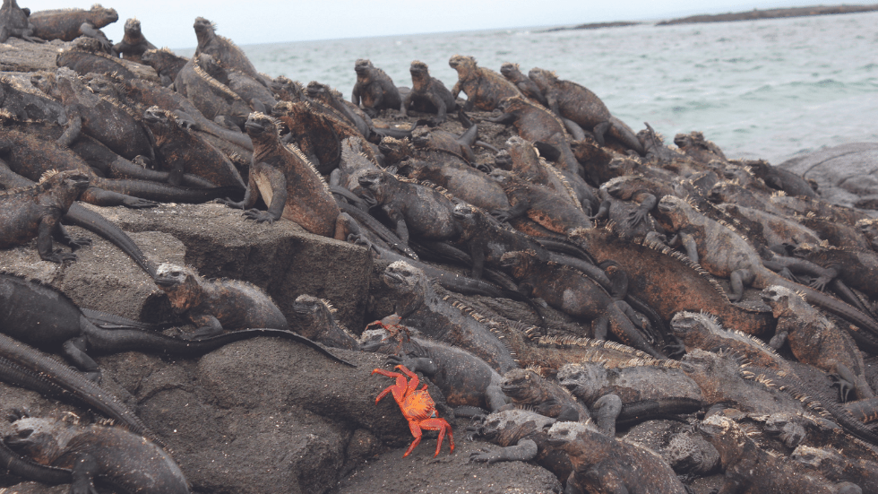 A Sally lightfoot crab provides a spot of color amid the marine iguanas gathered on lava rocks