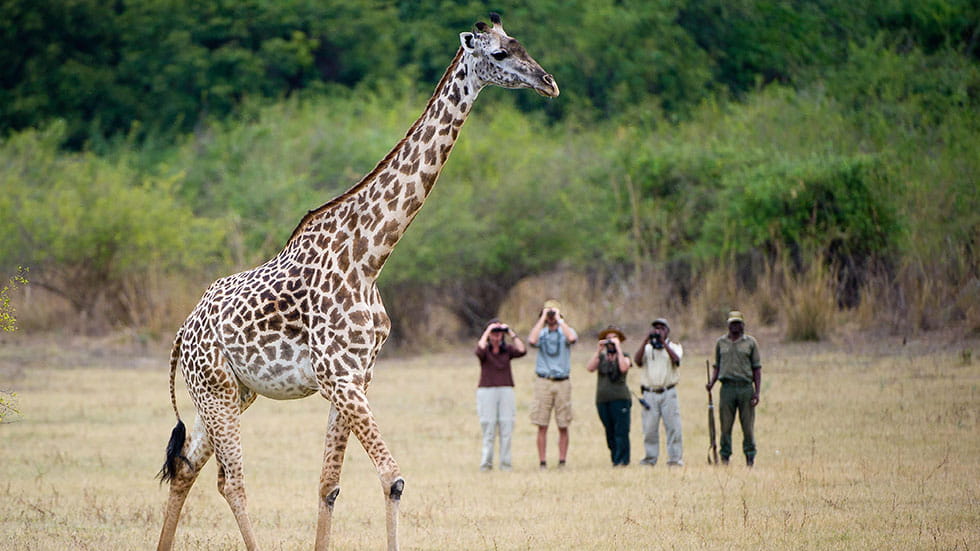 Zambezi Chindeni Bushcamp giraffe walking safari