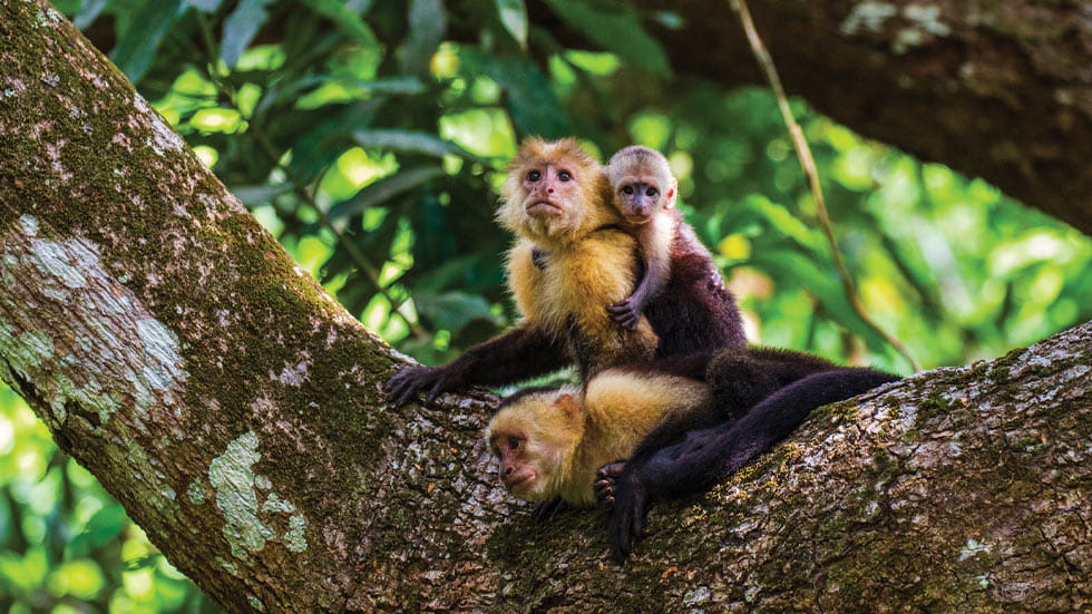 Monkeys sitting in a tree in Costa Rica