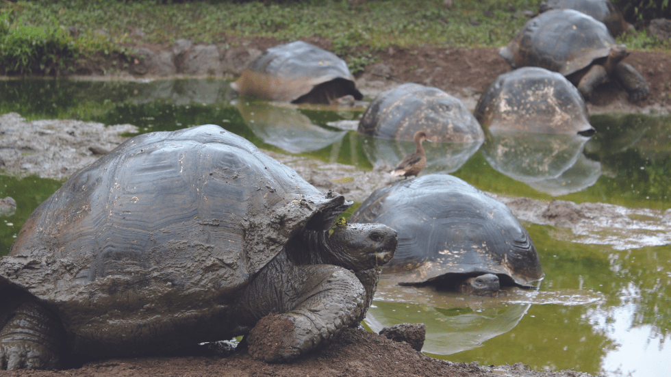 giant tortoises congregate at a pond in a field on Santa Cruz