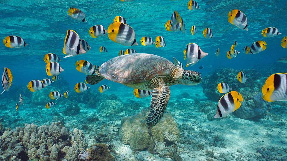 Marine Life in Bora Bora