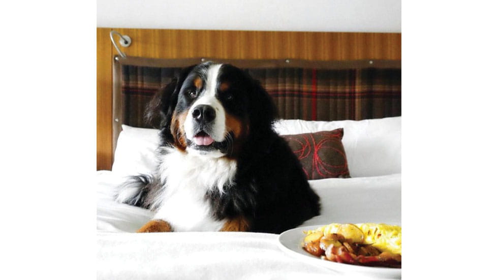 Vermonts Topnotch Resort pampers canine guests