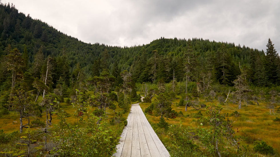 Walking path in the beautiful forest landscape near Icy Strait Point, Alaska.