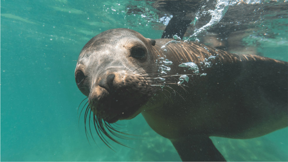 Seal underwater in Galapagos Ecuador