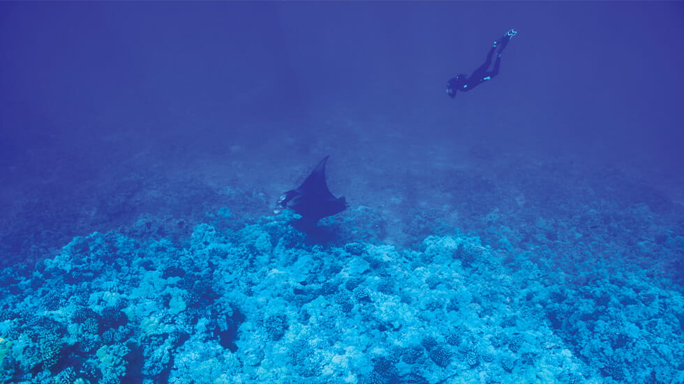 Manta Ray diving off of the Kona Coast in Hawaii