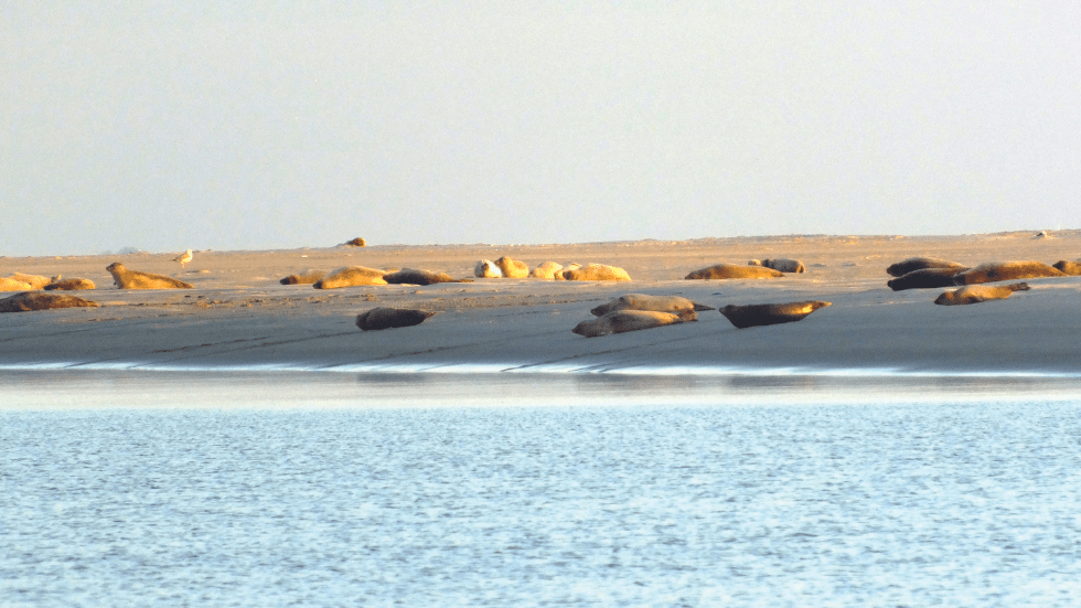 Harbor seals on Borkum, one of northern Germany’s 30 Frisian islands
