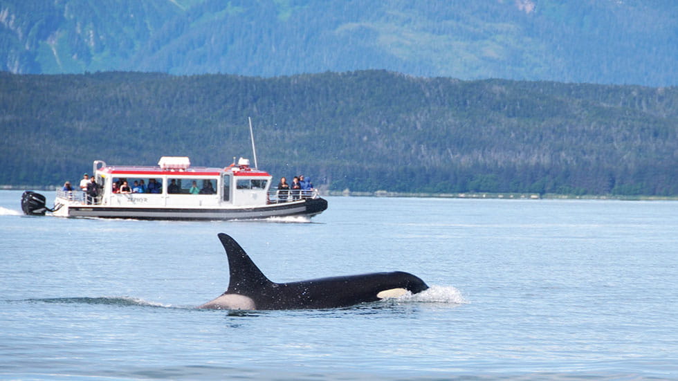 Whale-watching tours deliver common sightings of orcas, humpback whales and an array of other marine life. Photo courtesy of Travel Juneau