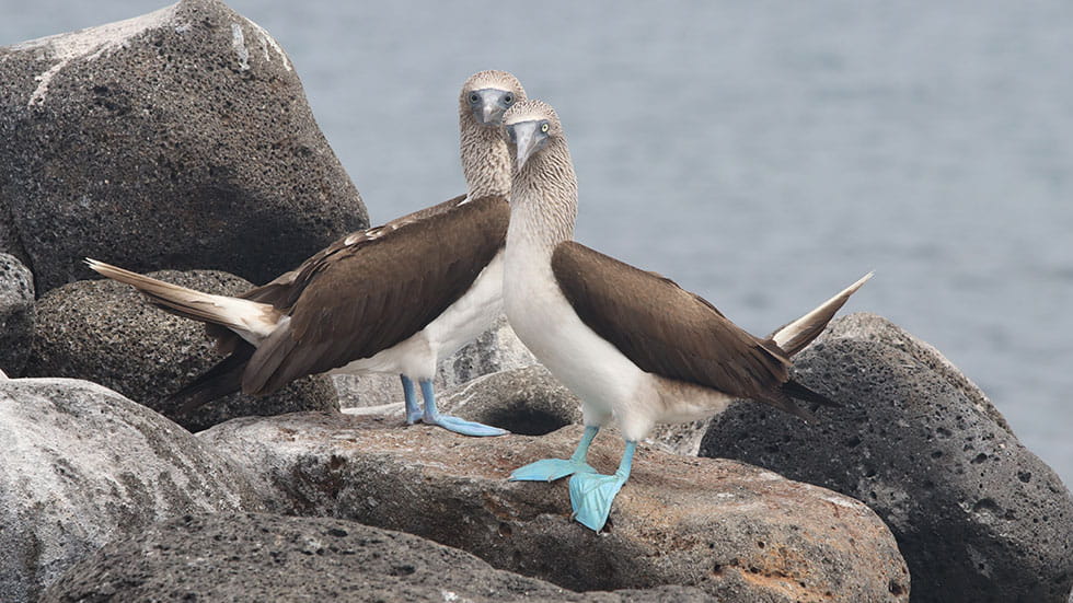Blue-footed boobies are famous for their baby-blue feet. The male birds march around to attract a female, showing off their feet in a mating ritual. Photo by Joel Herzog/Eyeem/Stock.Adobe.Com
