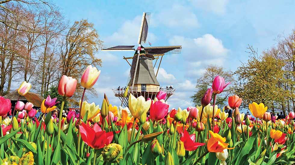 Dutch windmill and colorful tulips in spring garden of flowers Keukenhof Holland Netherlands