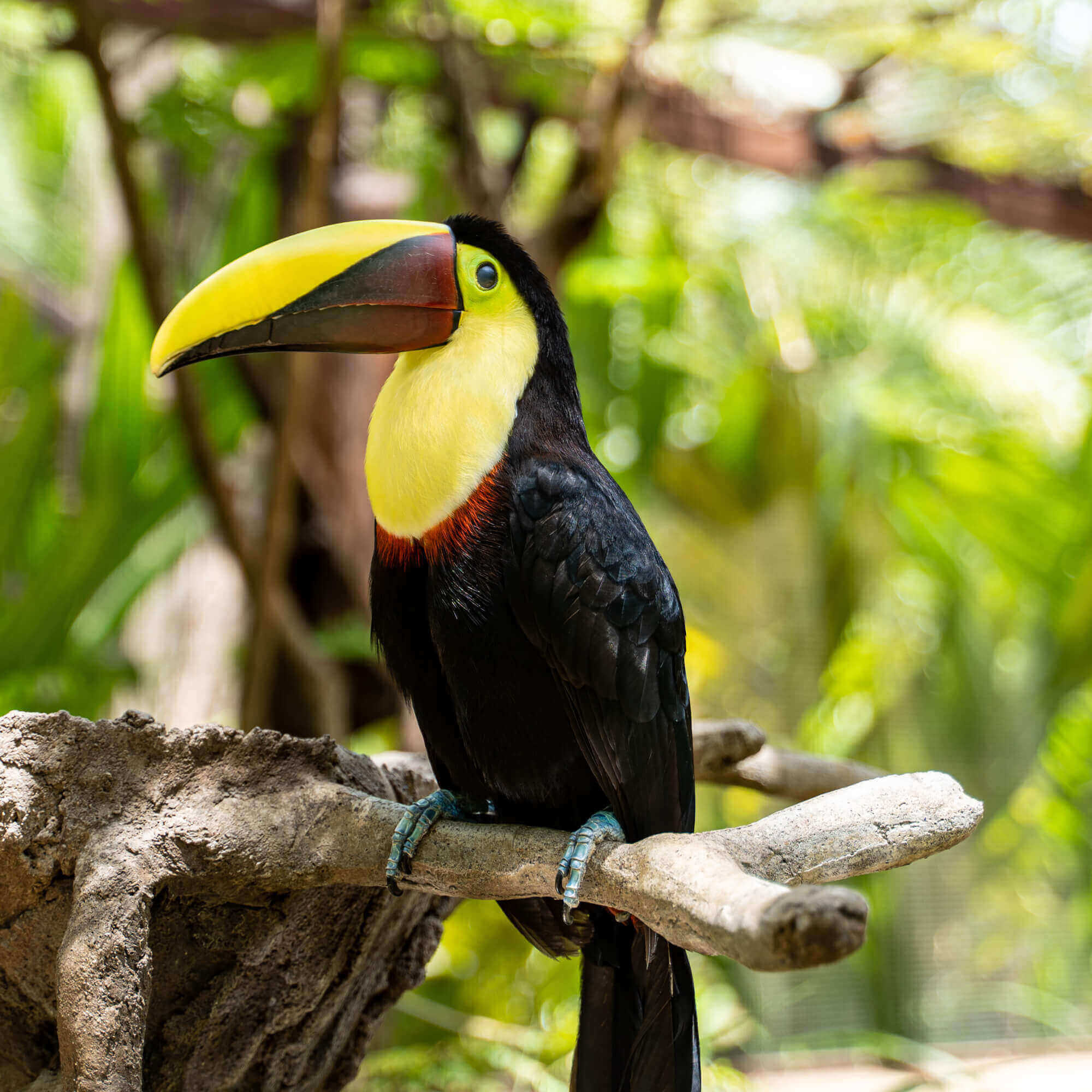Black and yellow bird in the rainforest